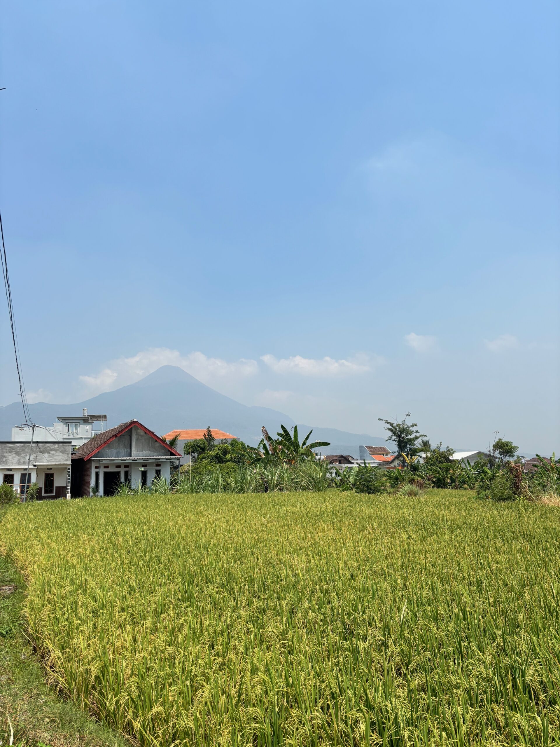 Rijstvelden met een vulkaan op de achtergrond in Java, Indonesië