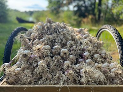 Geoogste knoflook op een kar