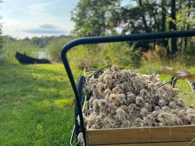 Geoogste knoflook in een kar